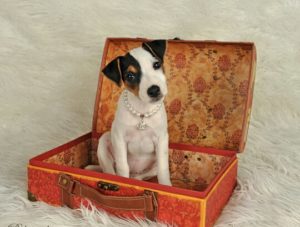Owning A Jack Russell Terrier