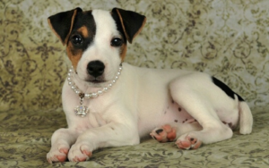 Photo of California Jack Russell Terriers Puppy