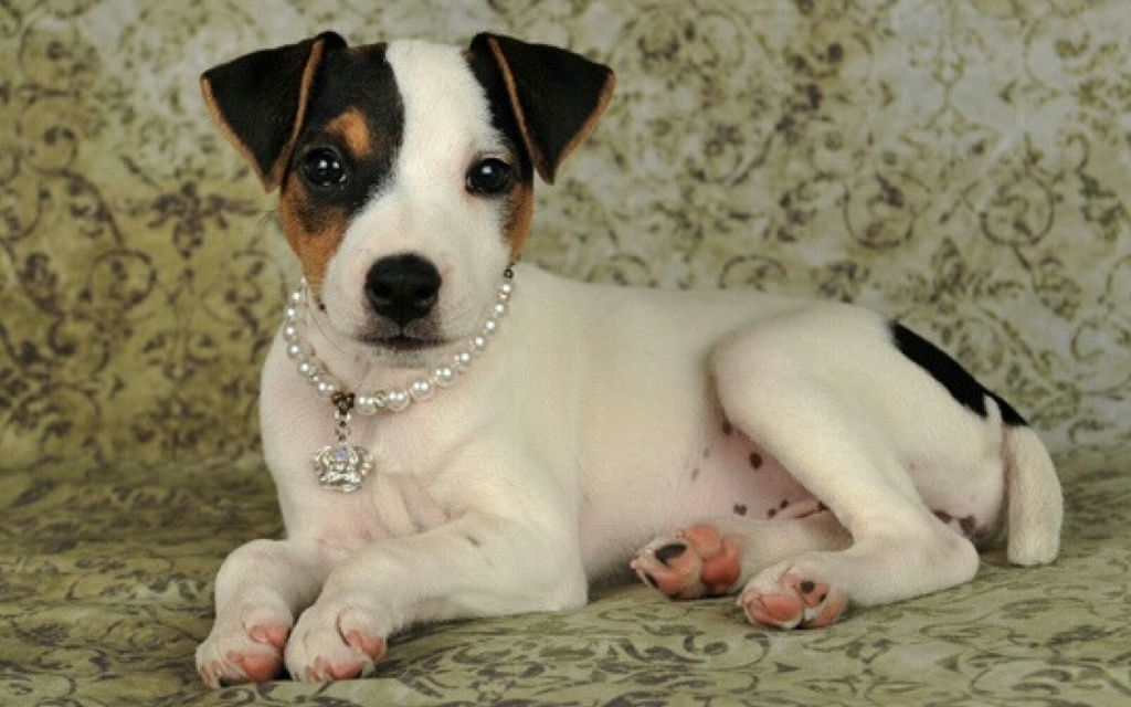 Top 9 Untold Facts About Jack Russell Puppies