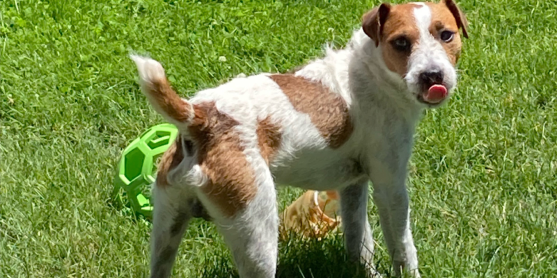 California Jack Russell Terriers, he is 2 years old now