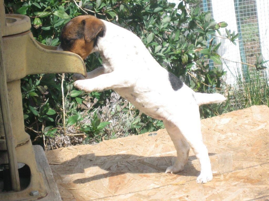 california jack russells princes zoe